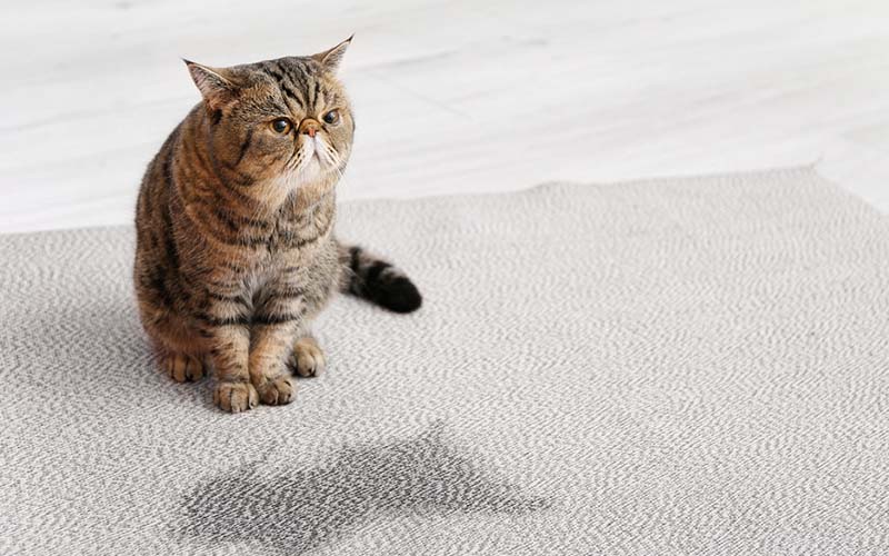 carpet cleaning in Bronx, carpet cleaner in Bronx, carpet cleaners in Bronx, carpet cleaners in Bronx, drapery cleaners in Bronx, carpet cleaning in Bronx, mattress cleaning in Bronx, mattress cleaners in Bronx, commercial carpet cleaning, commercial carpet cleaners in Bronx, Bronx rug cleaners, rug cleaning services in Bronx same day carpet cleaning, same day rug cleaning